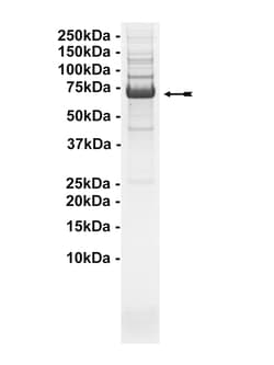 Eurofins DiscoverX ZAP-70 Protein, Active 250 &mu;g | Buy Online | Eurofins DiscoverX | Fisher Scientific